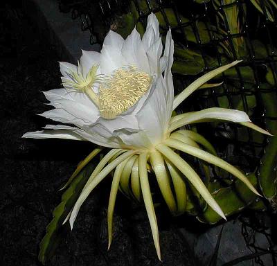 cereus_large.jpg - Night-blooming Cereus (Hylocereus undatus)A vine-like plant that climbs over the wall in front of Tarrafal. A native of the West Indies that enjoys the climate of Bermuda. The beautiful flowers open after sunset and shrivel and die in the morning sunshine.
